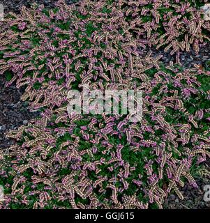 Calluna vulgaris - `Mrs. Ronald Gray' (Aug/Oct)   CAL042155 Stock Photo